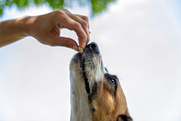 Hand feeding a dog a treat. Combine positive training with a bark collar.