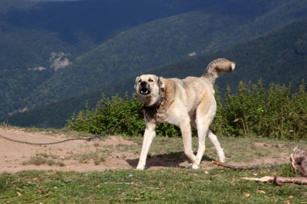 Large dog barks aggressively in mountains, a bark collar might help manage barking.