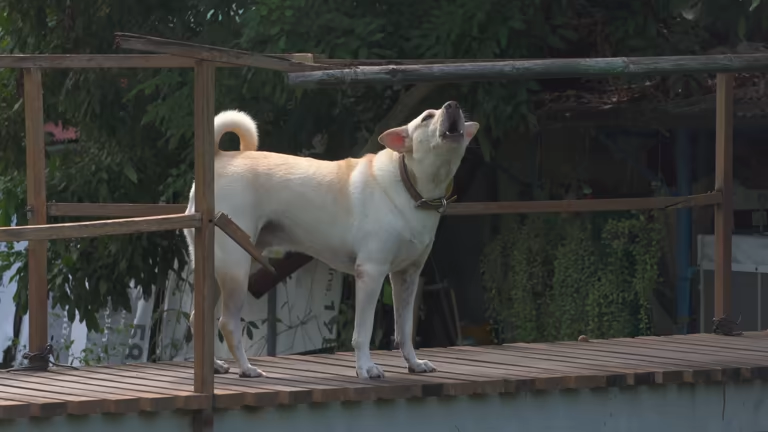 White dog howling loudly on a wooden deck; a gentle bark collar could help.
