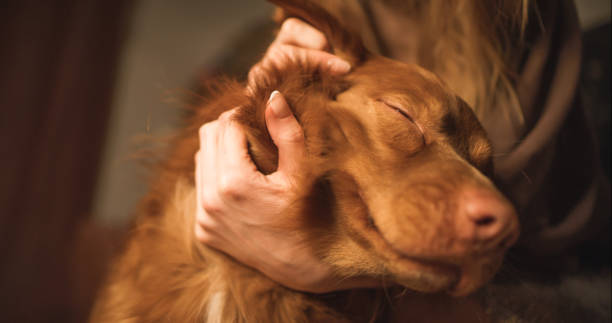 Content dog enjoys gentle petting, a well-trained pet that doesn't need a bark collar.