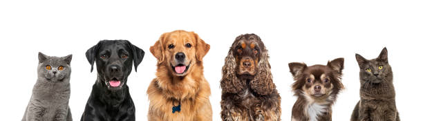 Diverse pet breeds including dogs and cats, considering behavior management like a bark collar.