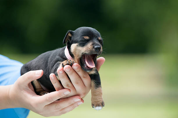 Person holds a tiny yawning puppy. Training begins early, before a bark collar is needed.
