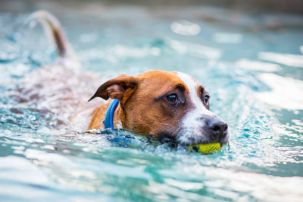 Happy dog swimming with a ball, wearing a collar. A bark collar aids training.