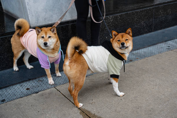 Two Shiba Inu dogs walking on a leash, perhaps needing a bark collar.