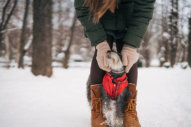 Small dog playing in snow with owner, a useful bark collar can help training.