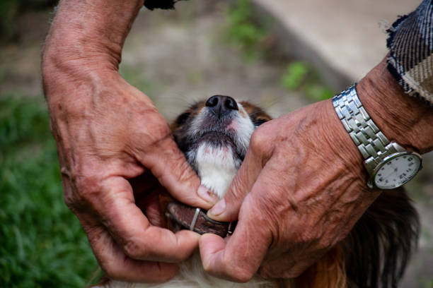 Hands adjusting a small bark collar on a dog's neck.