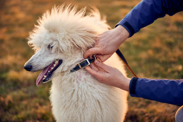 Person adjusting a dog's collar, possibly a bark collar, on a white poodle.