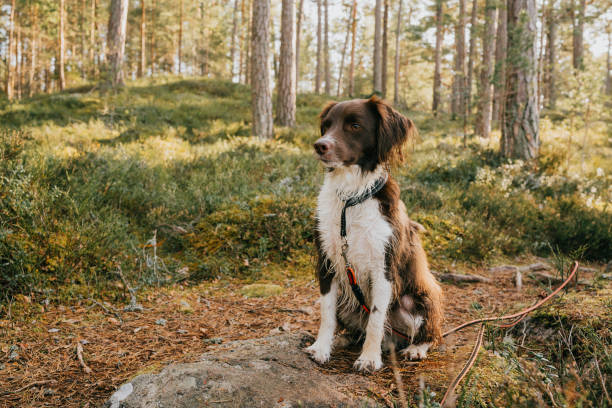 Brown and white dog sitting calmly in a forest, benefiting from a quiet bark collar.