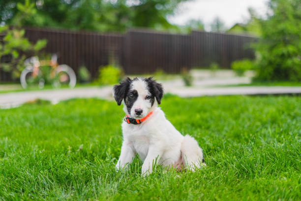 Cute puppy with black patches wearing an orange collar sits in grass. Consider a humane bark collar.