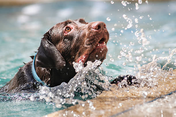 Energetic Labrador dog splashing happily in a pool. Consider a bark collar for training.