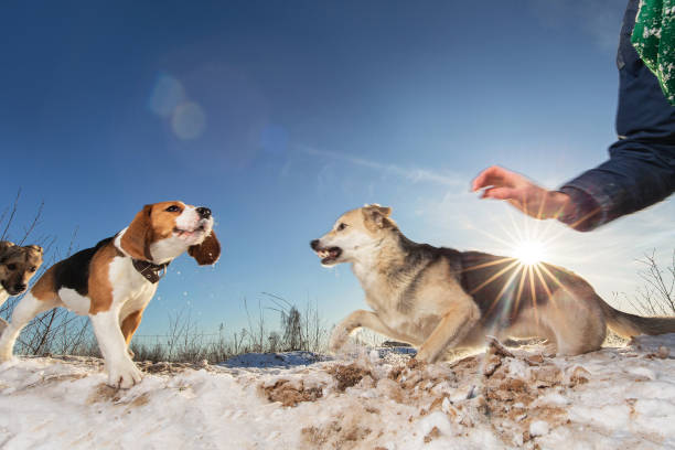 Dogs in snow, one barking aggressively; a bark collar might help manage behavior.