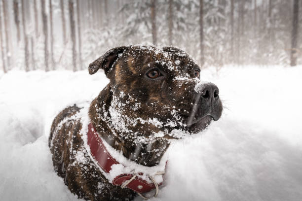 Happy brindle dog covered in snow, wearing a regular collar. Consider a bark collar.