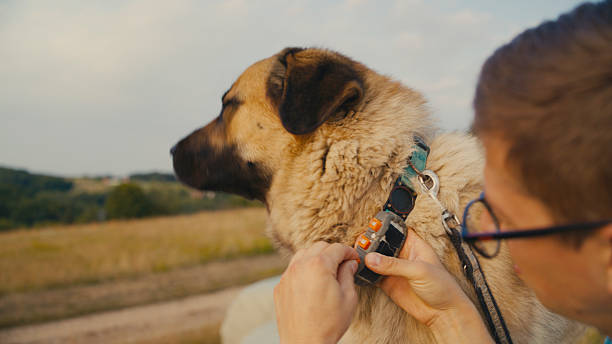 Man adjusting an electronic bark collar on a large brown dog in a field.