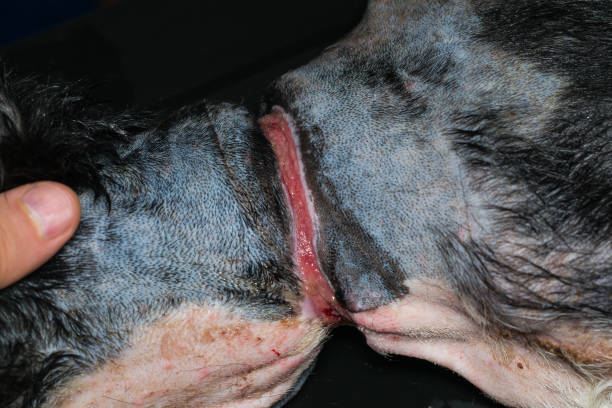 Severe laceration wound on a dog's neck, likely caused by a poorly fitted bark collar.