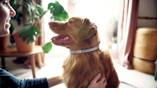 Happy golden retriever with a collar being petted, perfect for bark collar training.