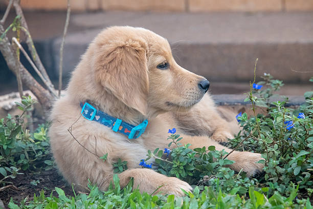 Golden retriever puppy wears a blue patterned collar while resting. Learn about gentle bark collar options.