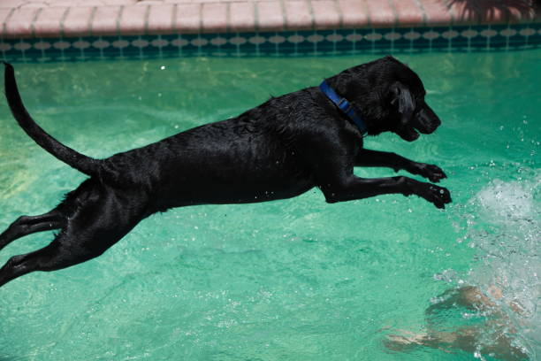 Black Labrador joyfully leaping into the swimming pool. A bark collar helps.