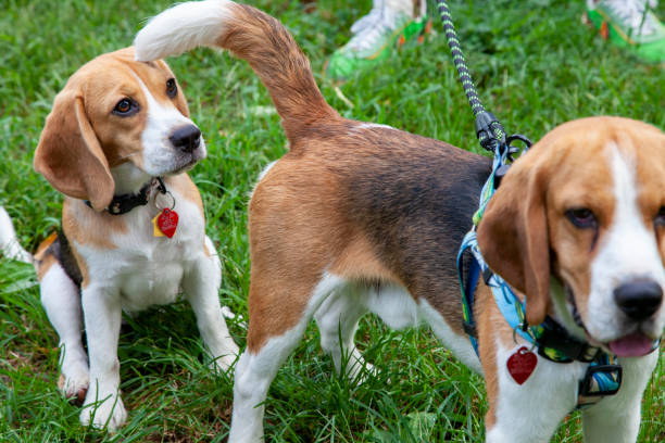 Two curious beagle dogs with collars in green grass, contemplating a bark collar.