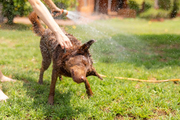 Brown dog shaking off water after bath on grass; waterproof bark collar for training.
