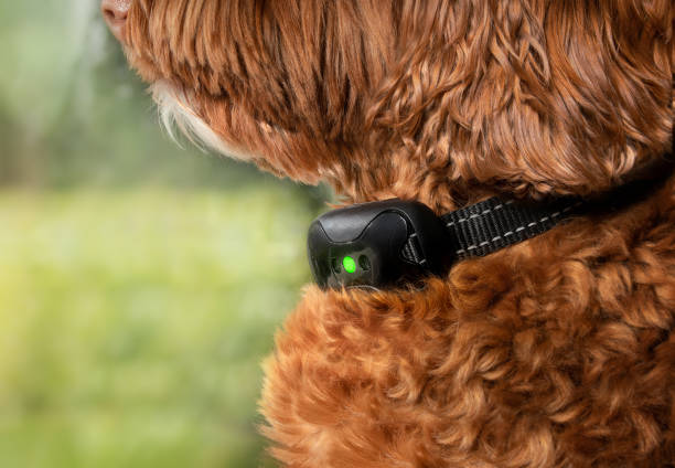 Close-up: furry dog wearing a black electronic bark collar, green light.