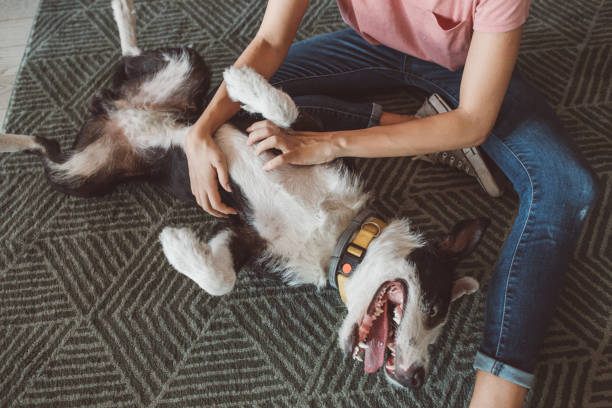 Happy dog receiving a belly rub, wearing a yellow training bark collar.