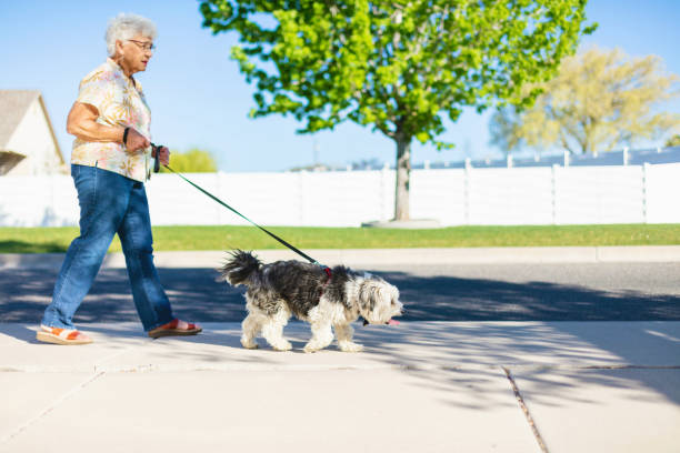 Senior woman walking a small fluffy dog on a sidewalk. Consider a bark collar for training.