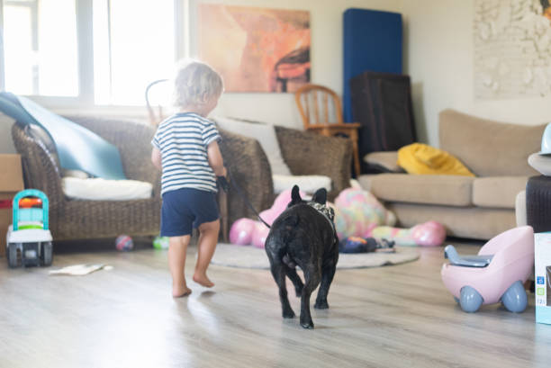 Toddler walks a black French bulldog on a leash, learning pet control, without a bark collar.