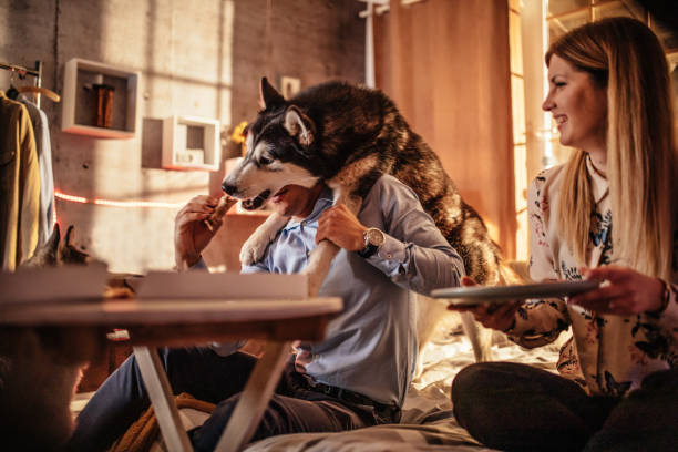 Man feeding a husky while a woman watches; perhaps they need a humane bark collar.