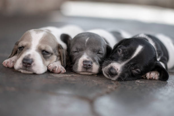 Three adorable puppies sleeping peacefully. Early training prevents the need for a bark collar later.