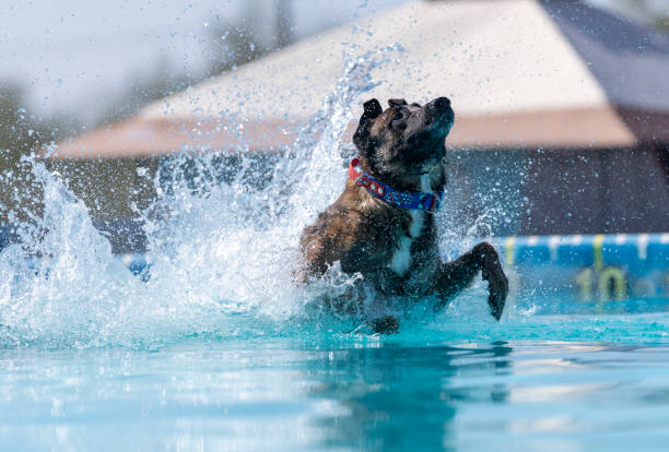 Brindle dog creates a huge splash in the pool. A bark collar aids behavior.