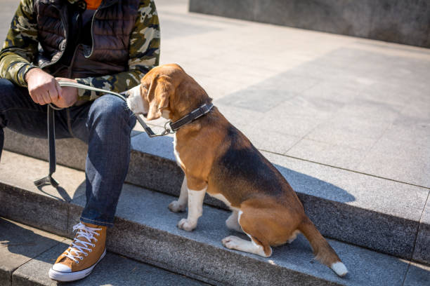 Person sitting on steps with a calm beagle on leash, no need for a bark collar.