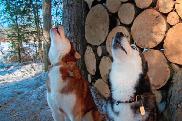 Huskies howling loudly in the snow by logs. A good bark collar can manage vocalization.
