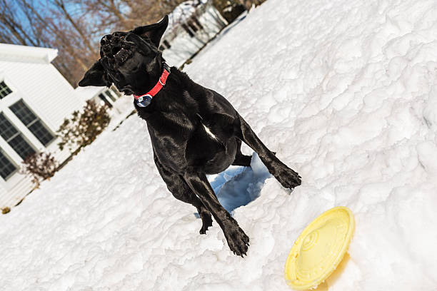 Energetic black dog barking and jumping in snow, wearing a red bark collar.