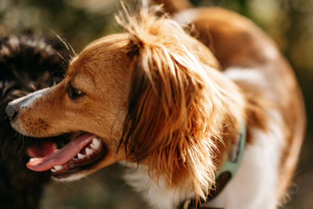 Close-up of a happy brown and white dog with a collar, ideal for a bark collar.